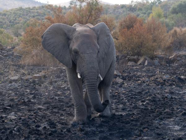 <h3><a href="/trips/safari/biota/animalia/chordata/mammalia/proboscidea/elephantidae/loxodonta africana/loxodonta africana-en.html">Loxodonta&nbsp;africana</a> / African&nbsp;elephant / Afrikaanse&nbsp;olifant</h3>OM-1 with M.40-150mm F2.8 + MC-14, 1/500 sec at F4.0, ISO 400, distance 20.0&nbsp;m